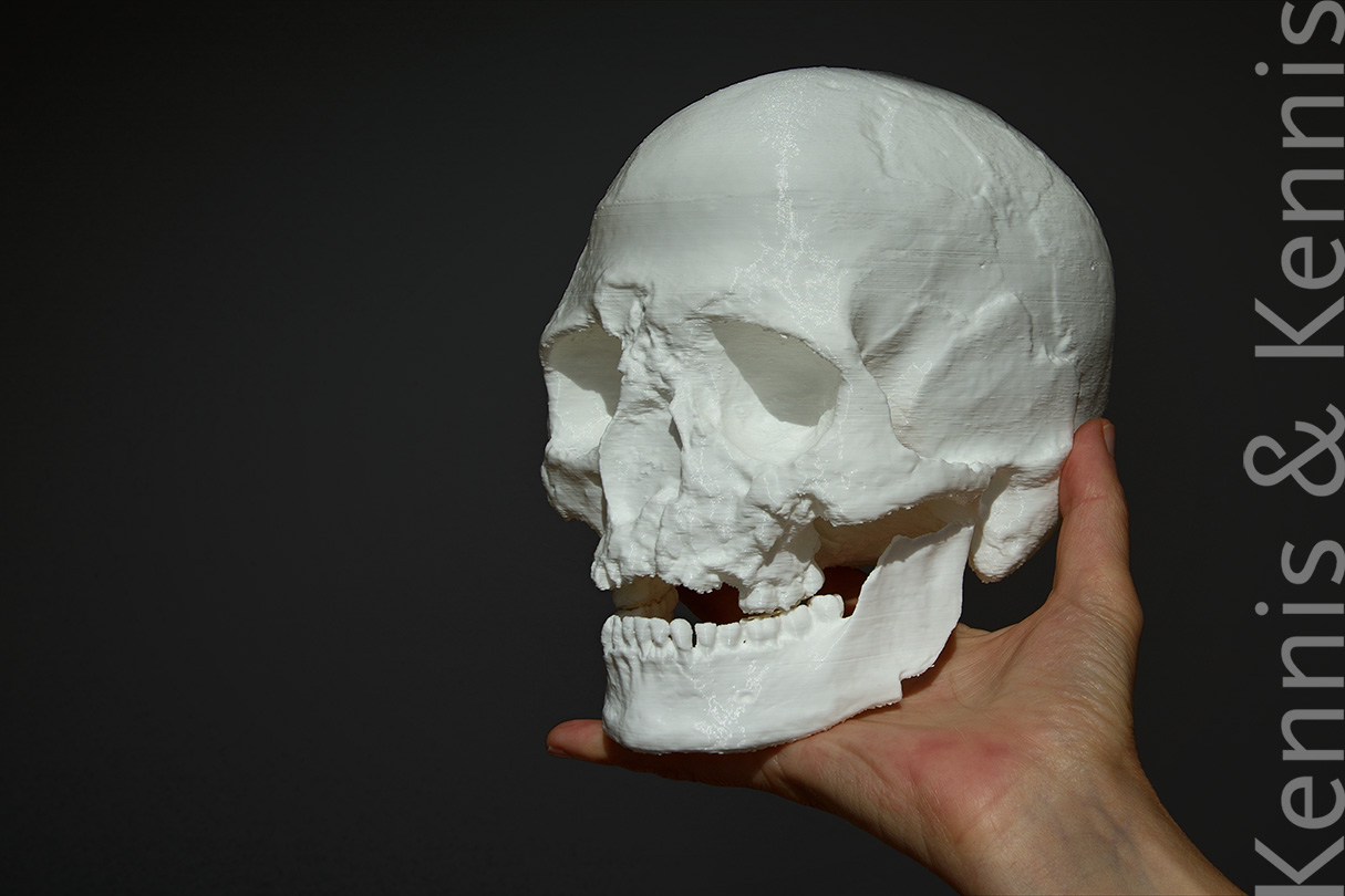 3d printed cranium and mandible of Cheddar Man