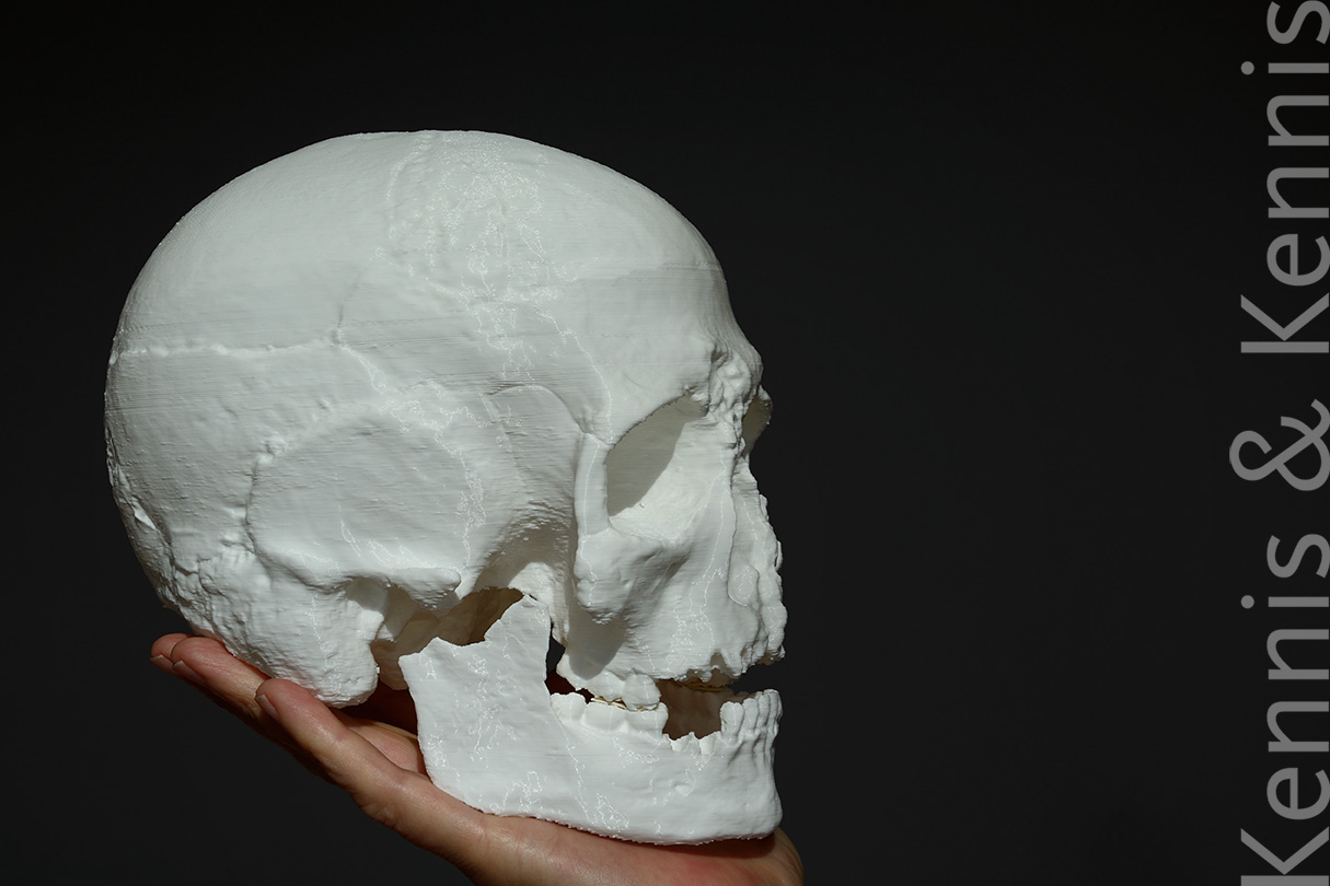 3d printed cranium and mandible of Cheddar Man