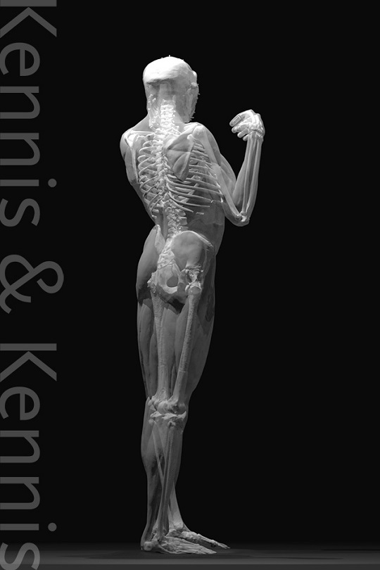 Homo erectus pithecanthropus computer reconstruction of the skeleton