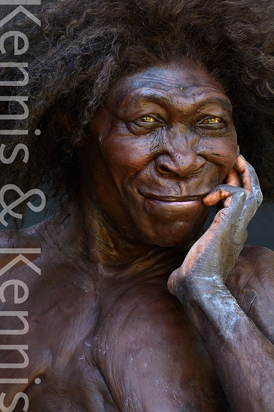 Homo Erectus Kennisandkennis Reconstructions