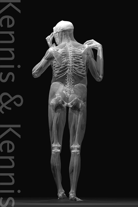 Homo erectus pithecanthropus computer reconstruction of the skeleton