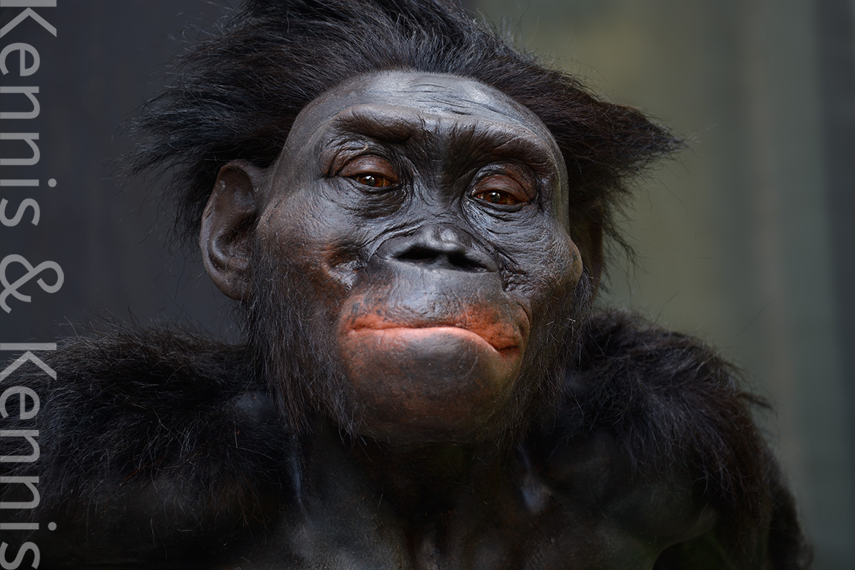 Australopithecus afarensis Lucy