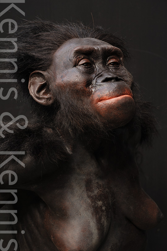 Australopithecus afarensis Lucy