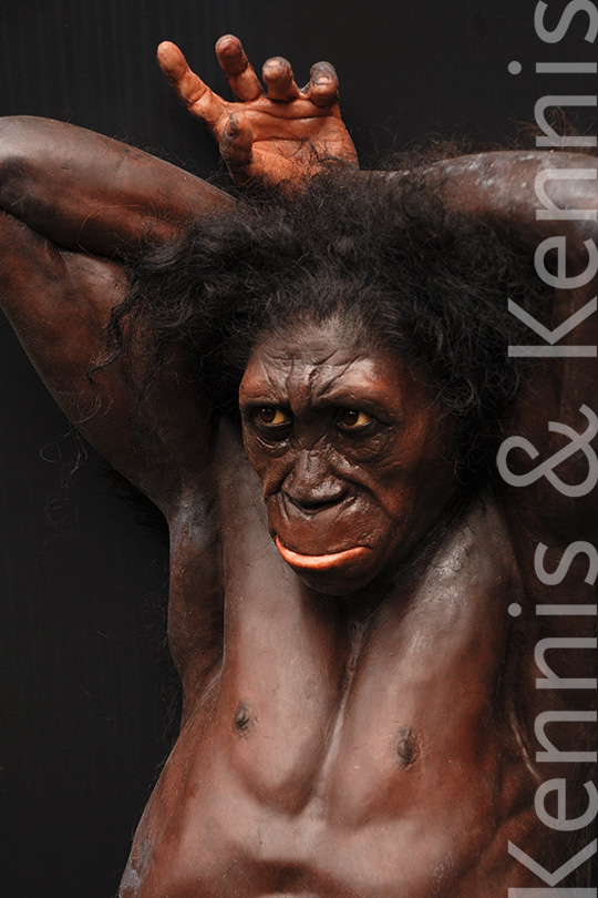 Australopithecus sediba