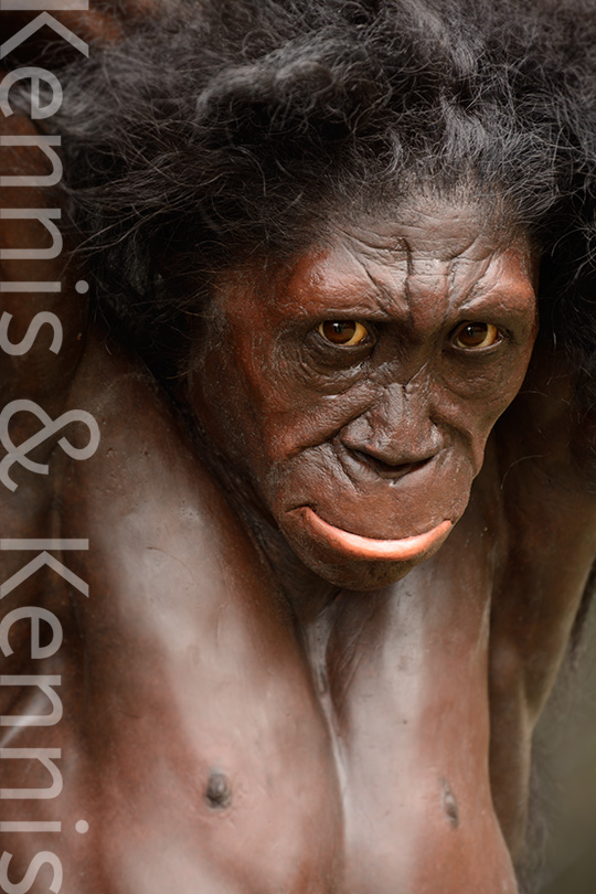 Australopithecus sediba