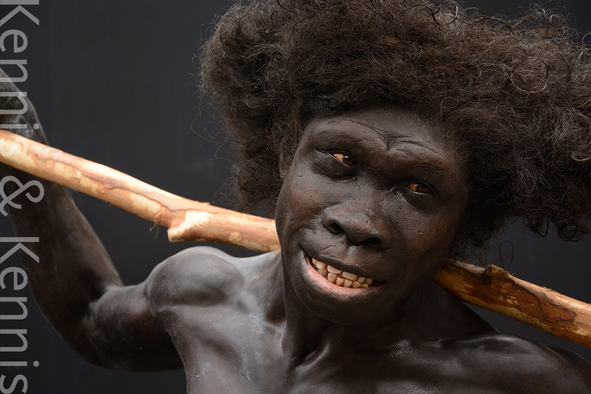 Homo ergaster Turkana Boy