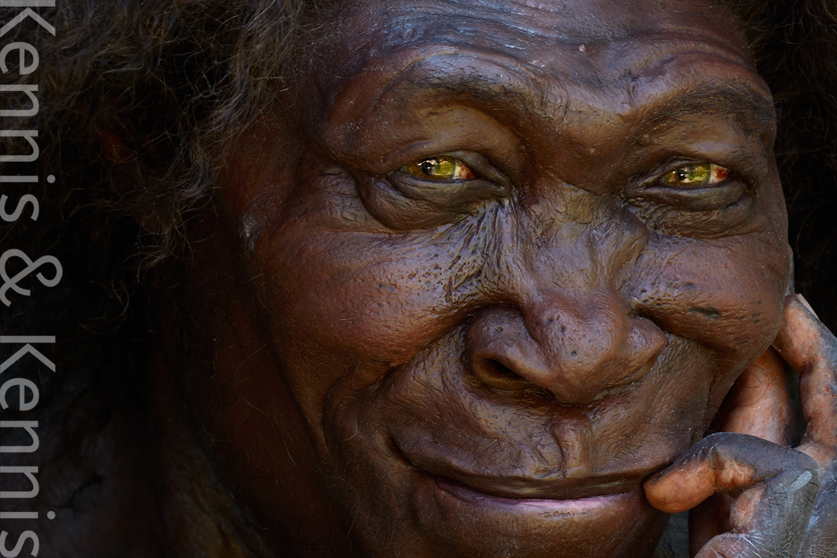 Homo erectus pithecanthropus