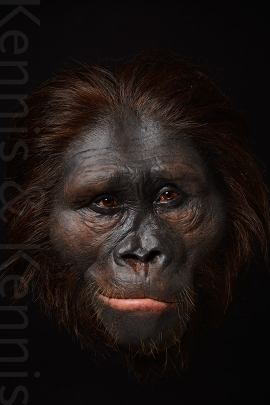 Australopithecus afarensis