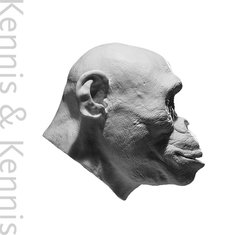 Australopithecus africanus