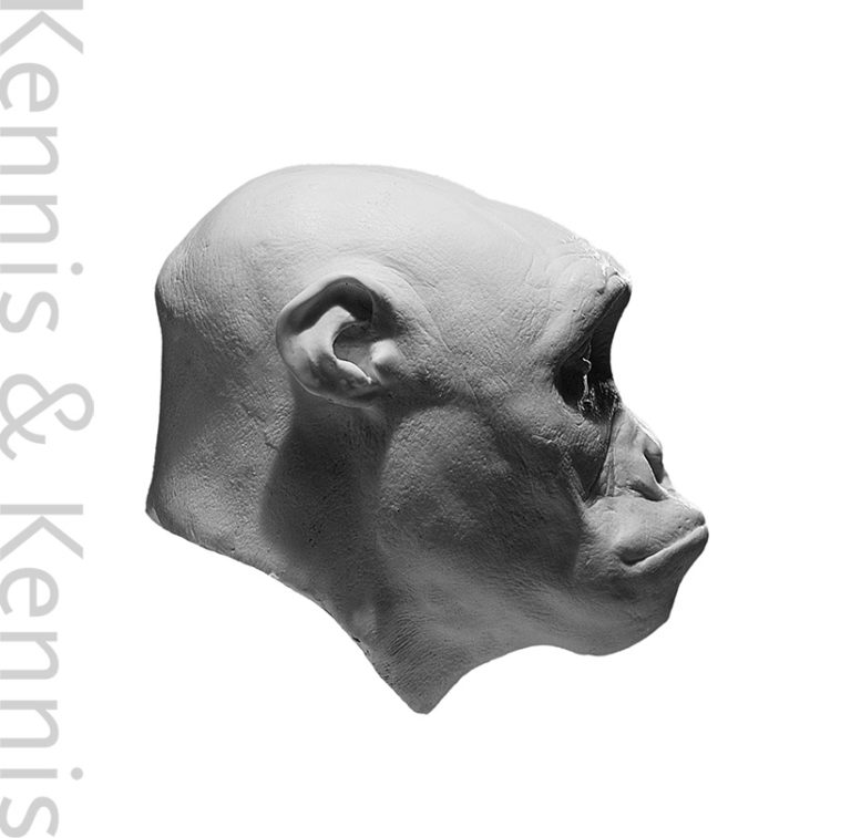 Sahelanthropus tchadensis