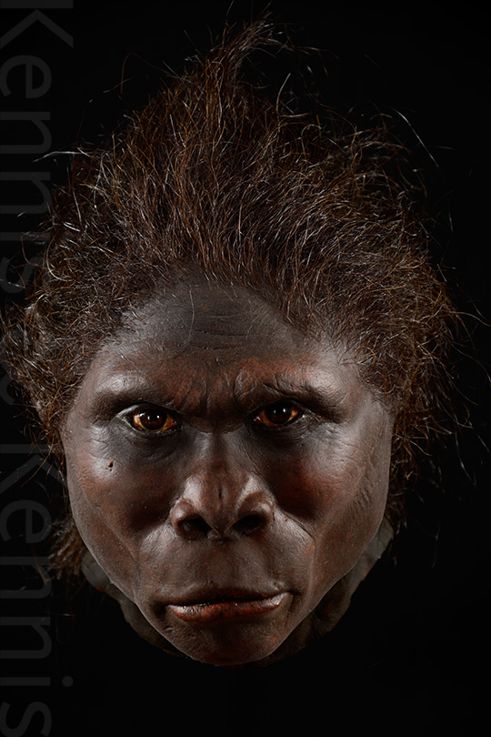 Homo habilis